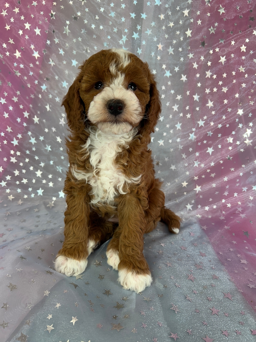 Female Bichon Poodle Puppy for Sale DOB 10-1-2025 $950